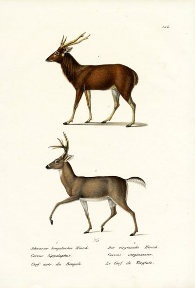 Red Deer by Karl Joseph Brodtmann